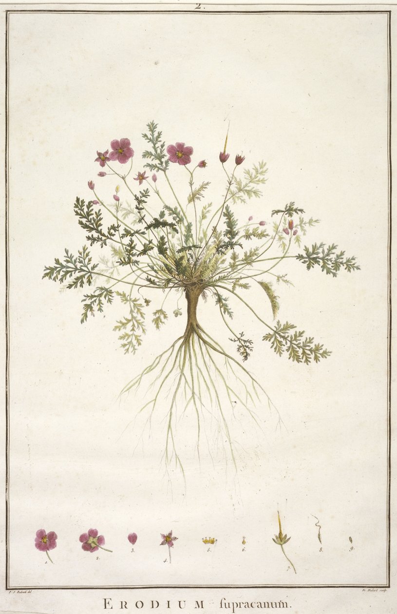 Erodium supracanum, da Geraniologia, seu Erodii, Pelargonii, Monsoniae et Grieli historia iconibus illustrata, 1787-88 (incisione colorata a mano) da Pierre Joseph Redouté