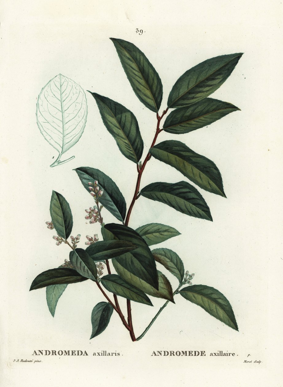 Fetterbush, Andromeda axillaris. Incisione a puntasecca colorata a mano di Moret da un