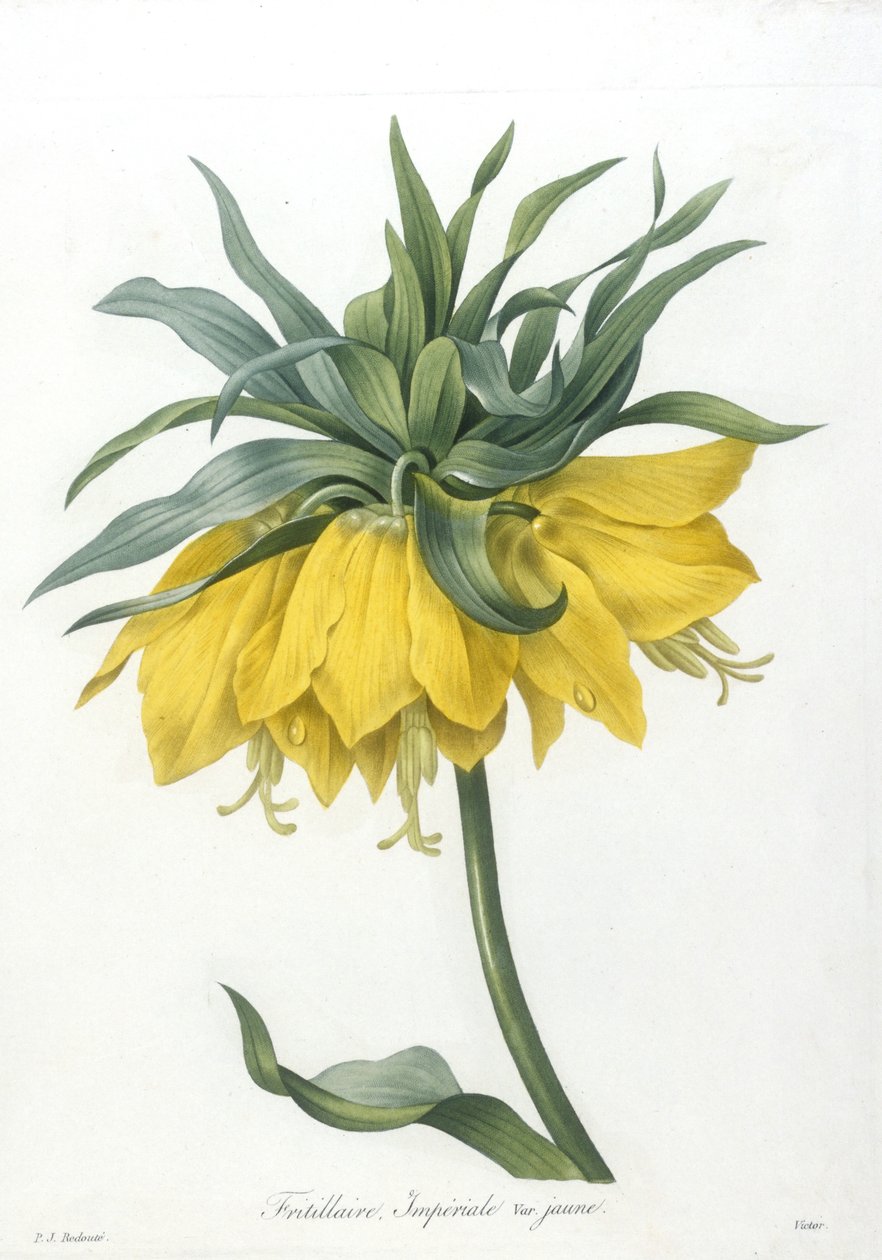 Fritillaria, Imperiale varietà gialla, da Choix Des Plus Belle Fleurs et des Plus Beaux Fruits, 1827 (incisione a puntasecca colorata a mano) da Pierre Joseph Redouté