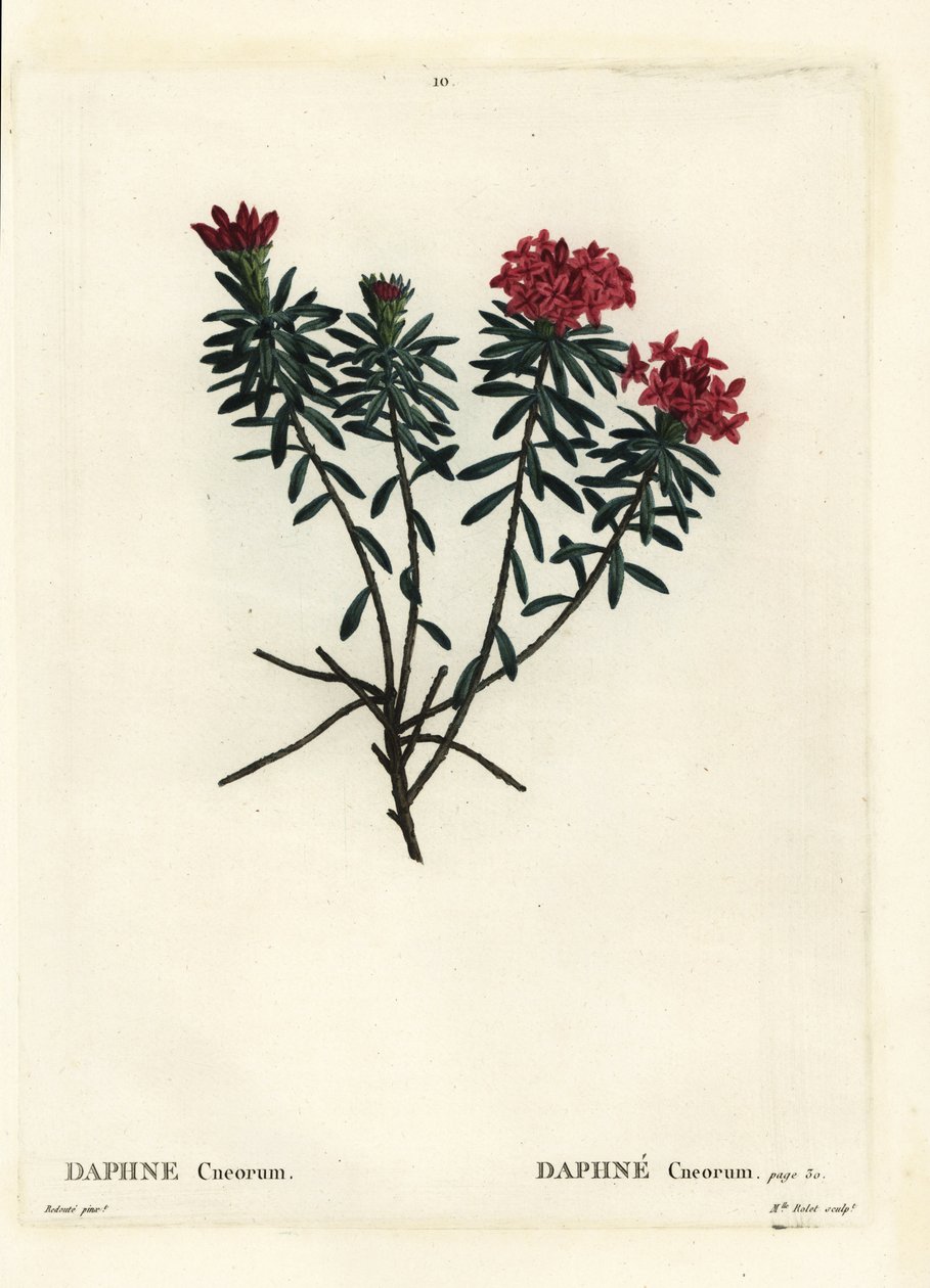 Garofano daphne, Daphne cneorum. Incisione a puntasecca colorata a mano di Miss Rolet da un