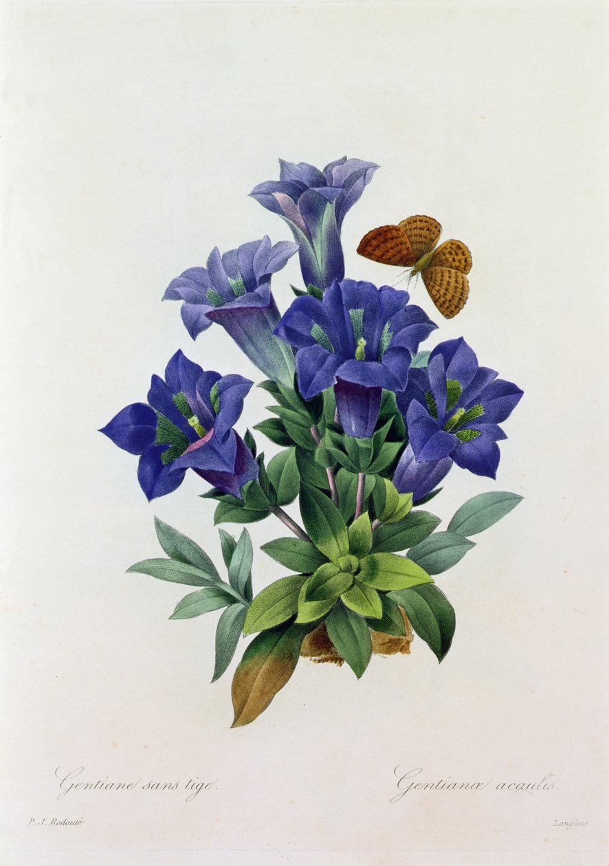 Gentiana acaulis da Pierre Joseph Redouté