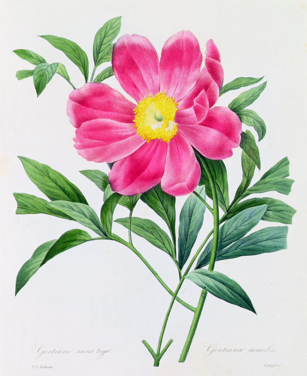 Gentiana senza stelo da Pierre Joseph Redouté