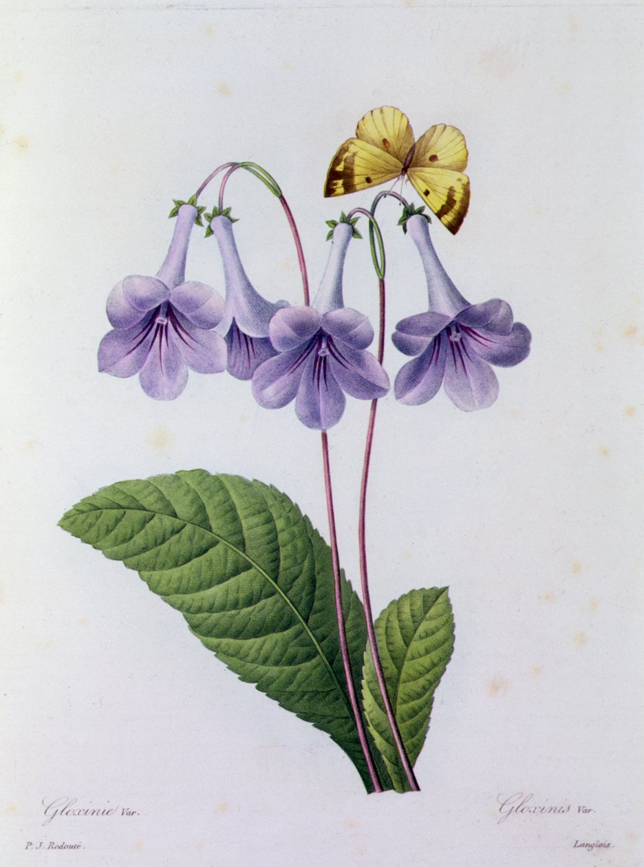 Gloxinia da Pierre Joseph Redouté