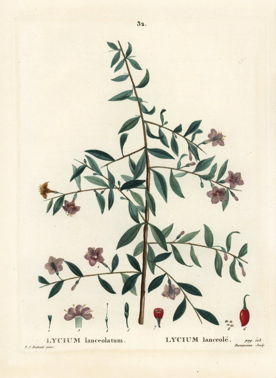 Bacca di goji o bacca di lupo cinese, Lycium barbarum (Lycium lanceolatum). Incisione a puntasecca colorata a mano di Du Ruisseau da un