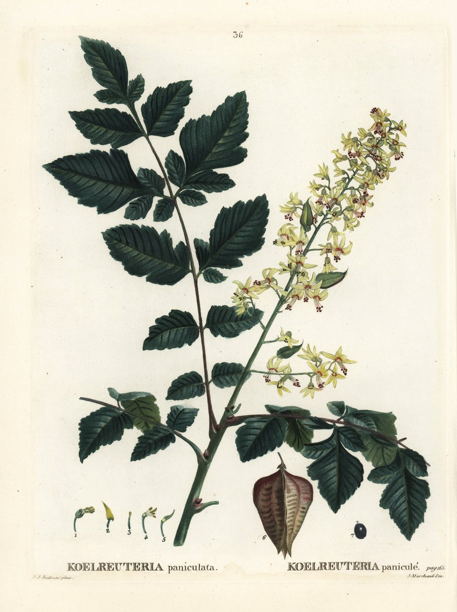 Koelreuteria paniculata da Pierre Joseph Redouté