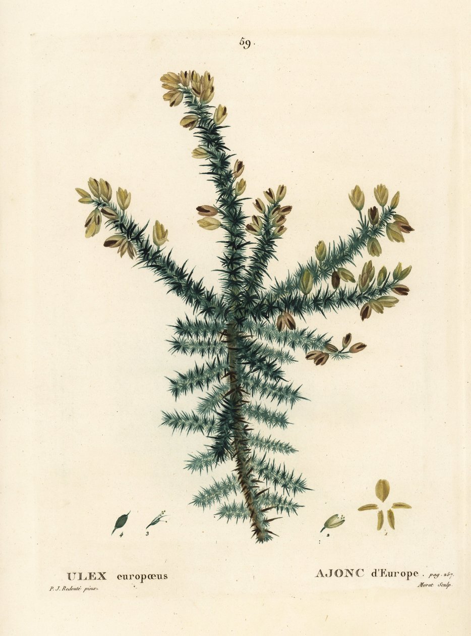 Ginestra, ginestrone o ginestra spinosa, Ulex europaeus da Pierre Joseph Redouté