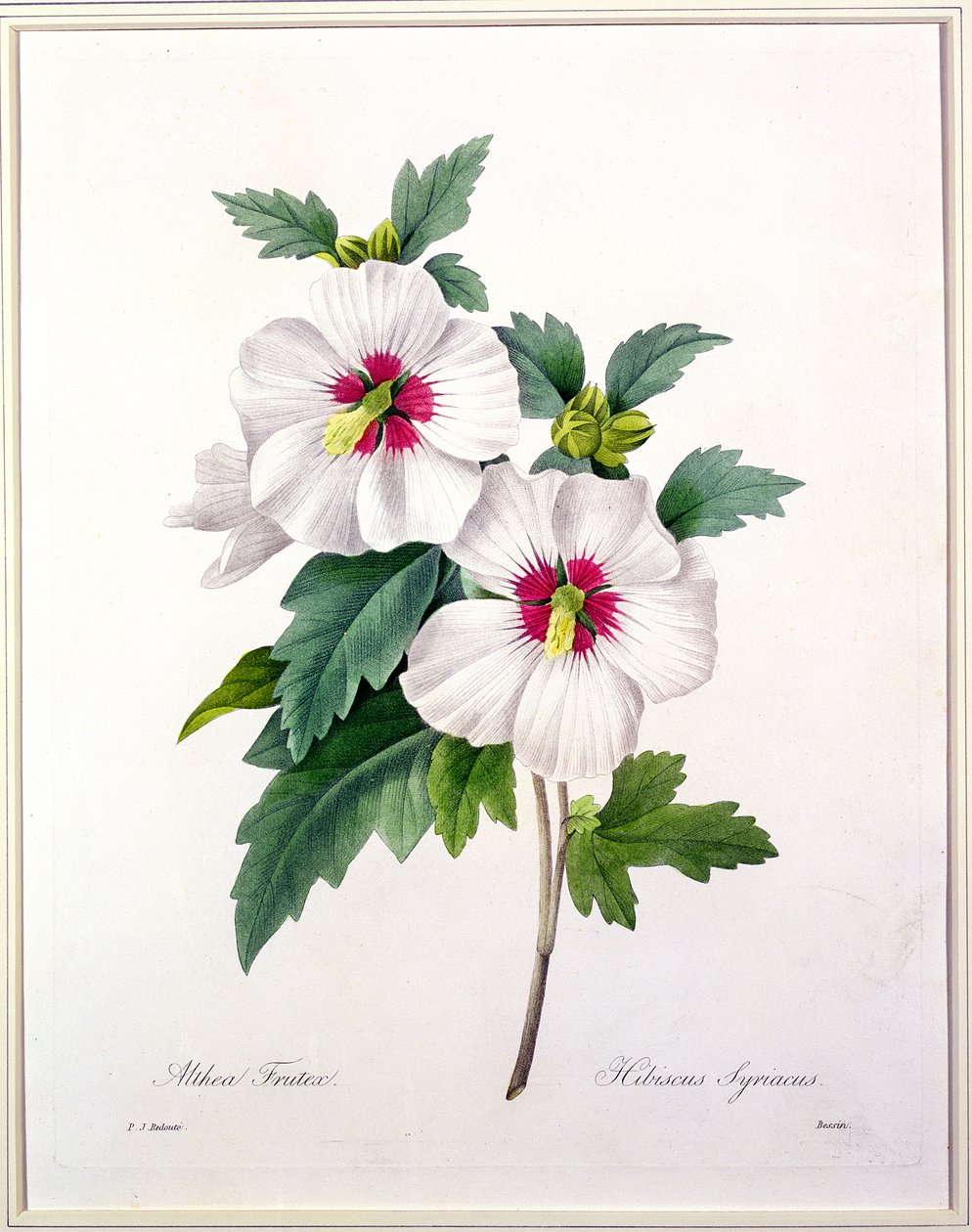 Hibiscus syriacus, inciso da Bessin, da 