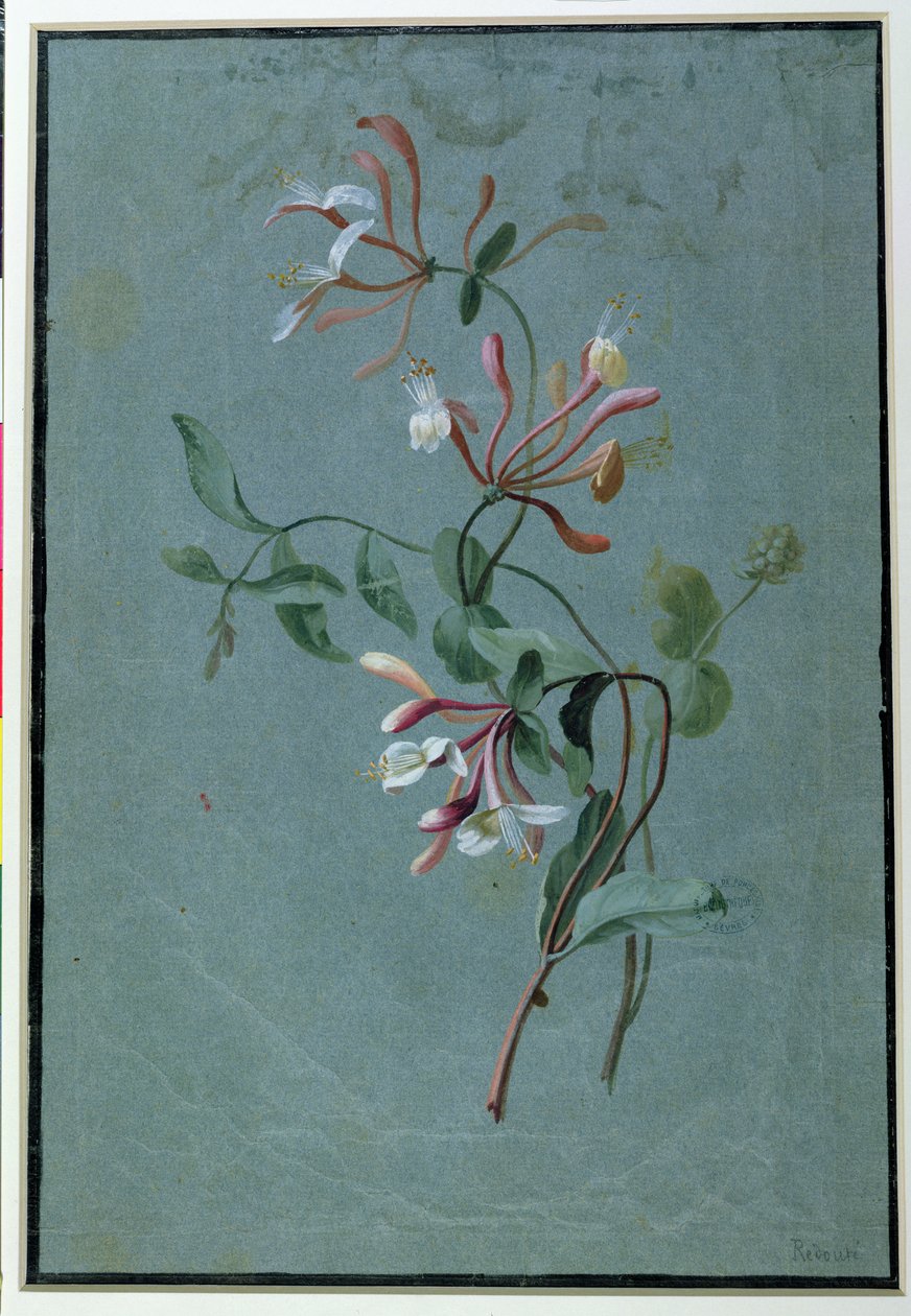 Caprifoglio da Pierre Joseph Redouté
