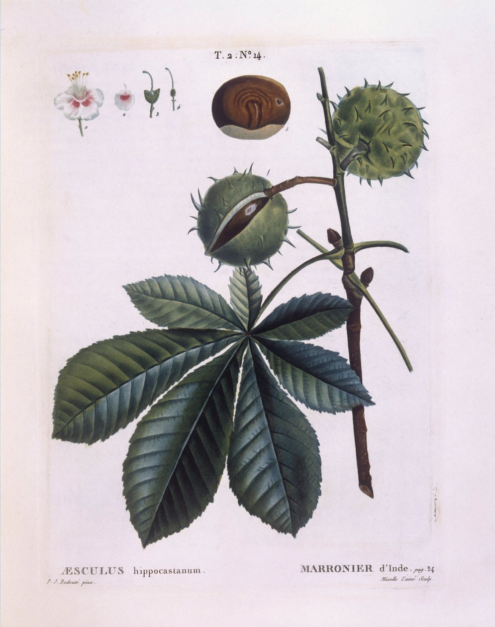 Ippocastano (Aesculus hippocastanum), Henry Louis Duhamel du Monceau, tavola botanica di Pierre Joseph Redouté da Pierre Joseph Redouté