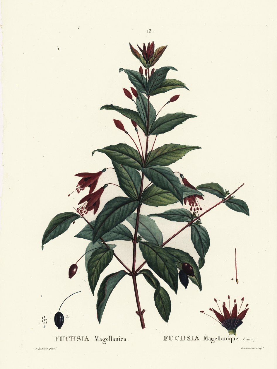 Fucsia colibrì, Fuchsia magellanica. Incisione a puntasecca colorata a mano da Du Ruisseau da un