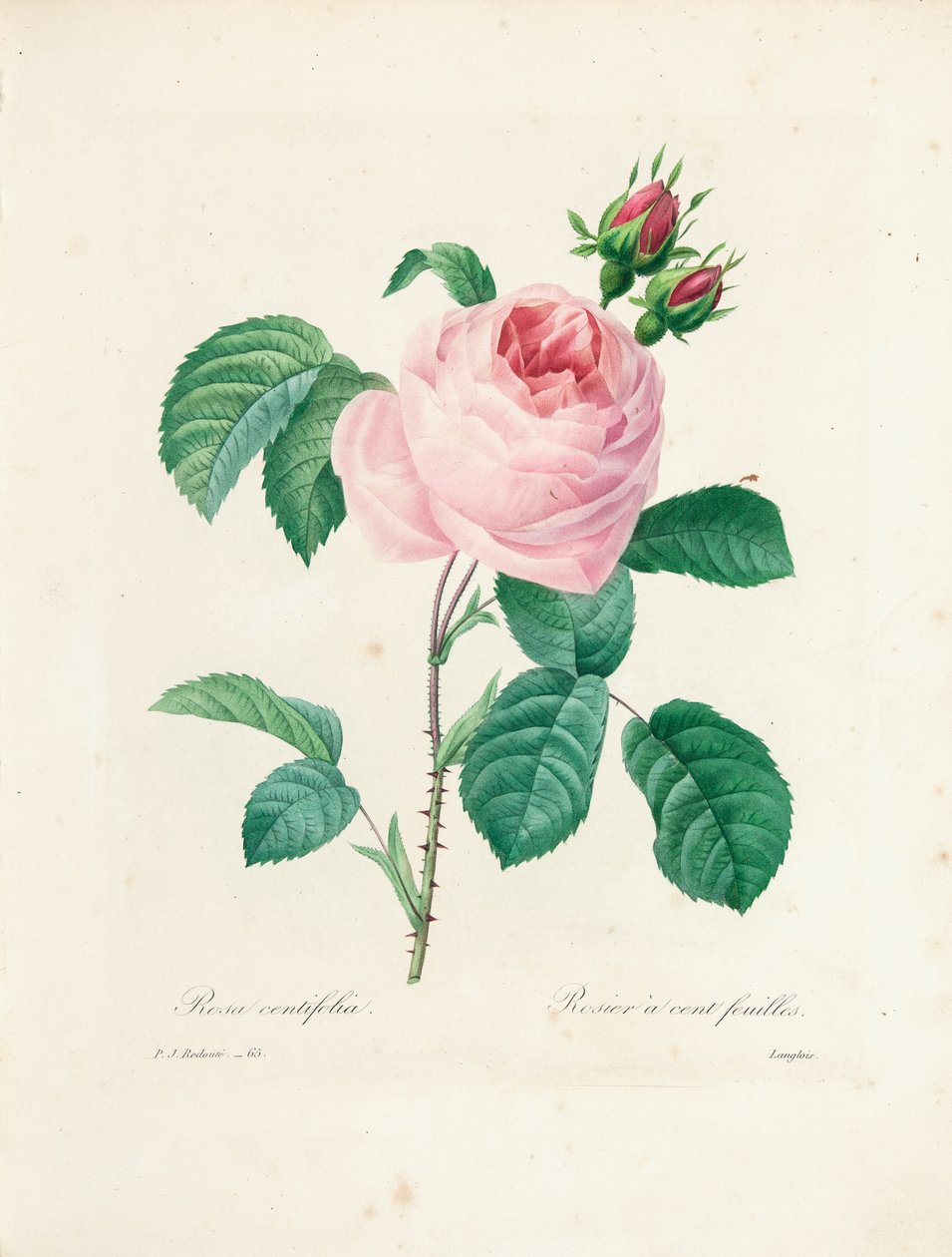 Rosa a cento petali, incisa da Langlois, da 