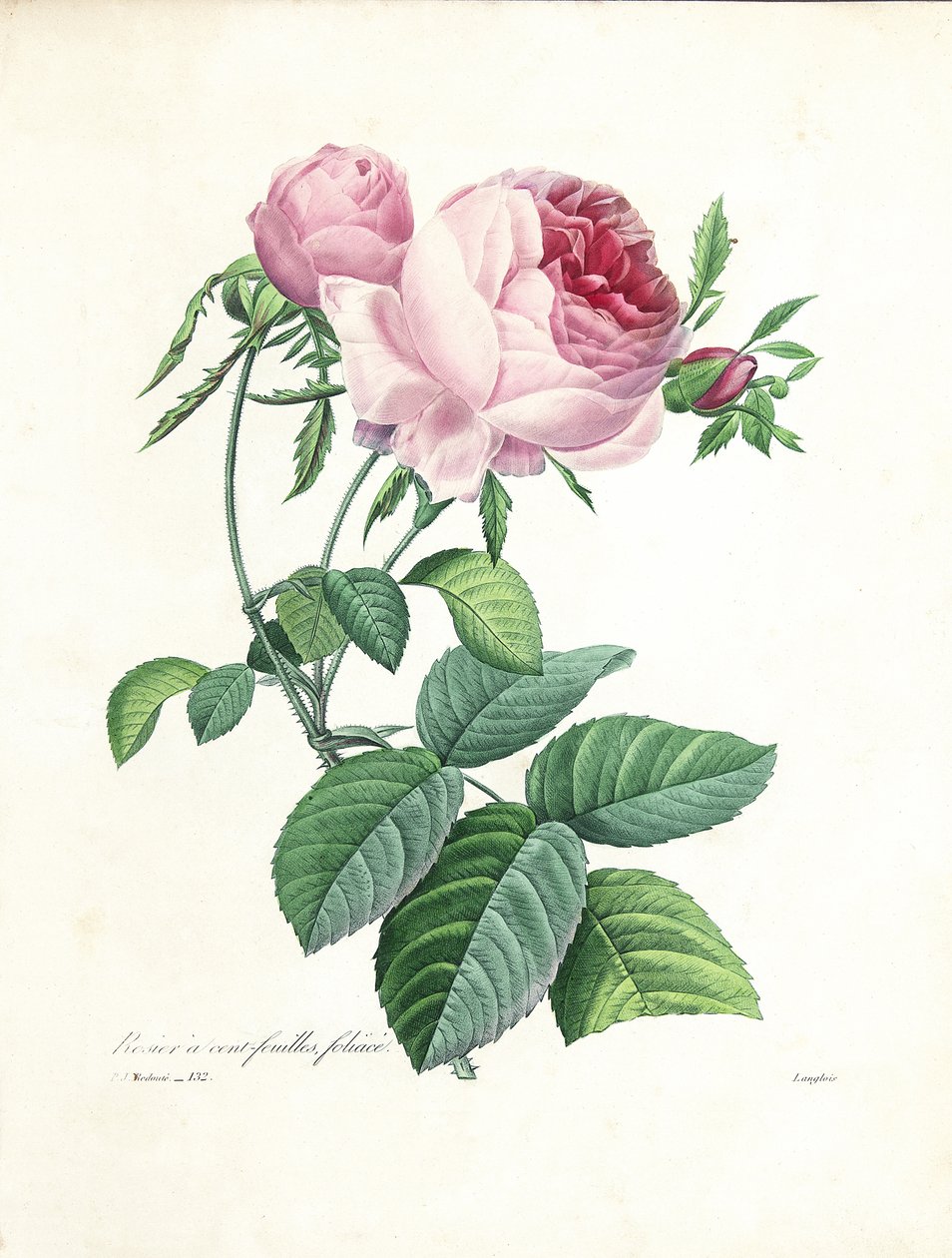 Rosa centifolia, incisa da Langlois, da 