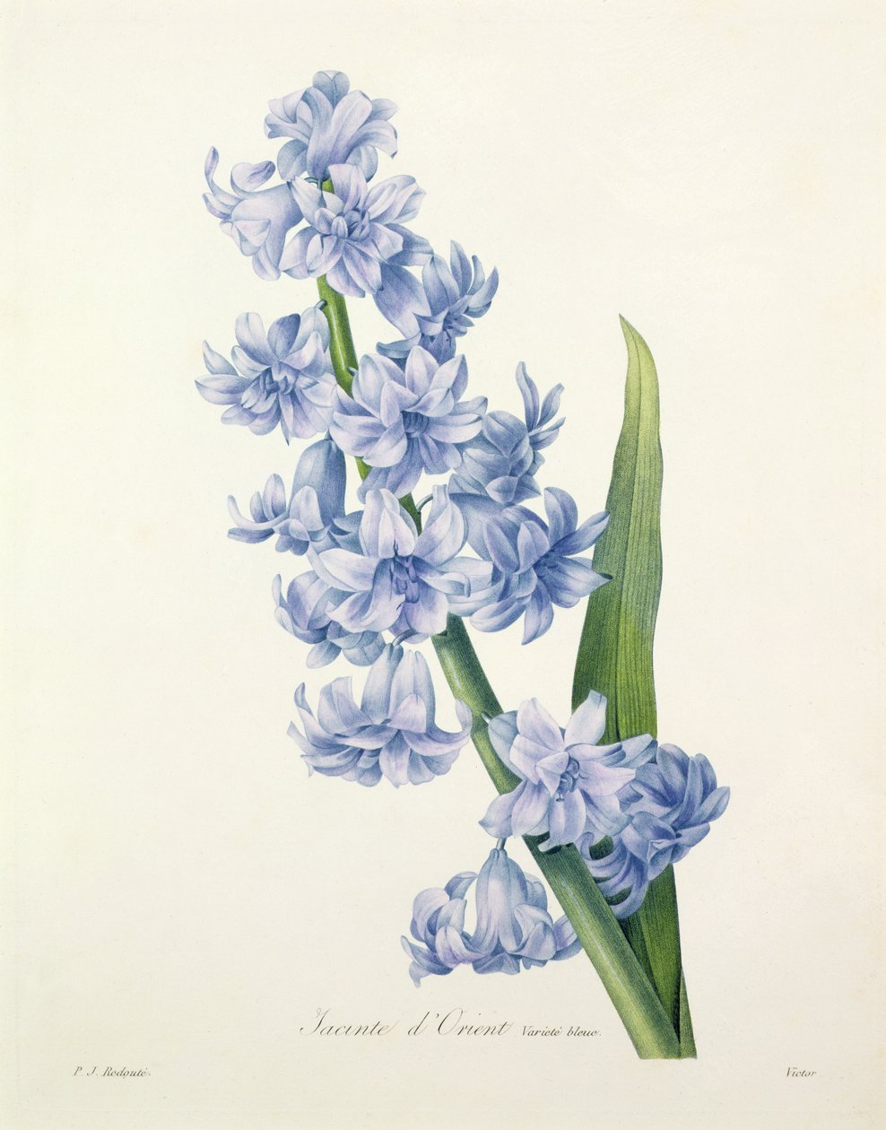 Hyacinthus orientalis (giacinto comune), inciso da Victor, da 