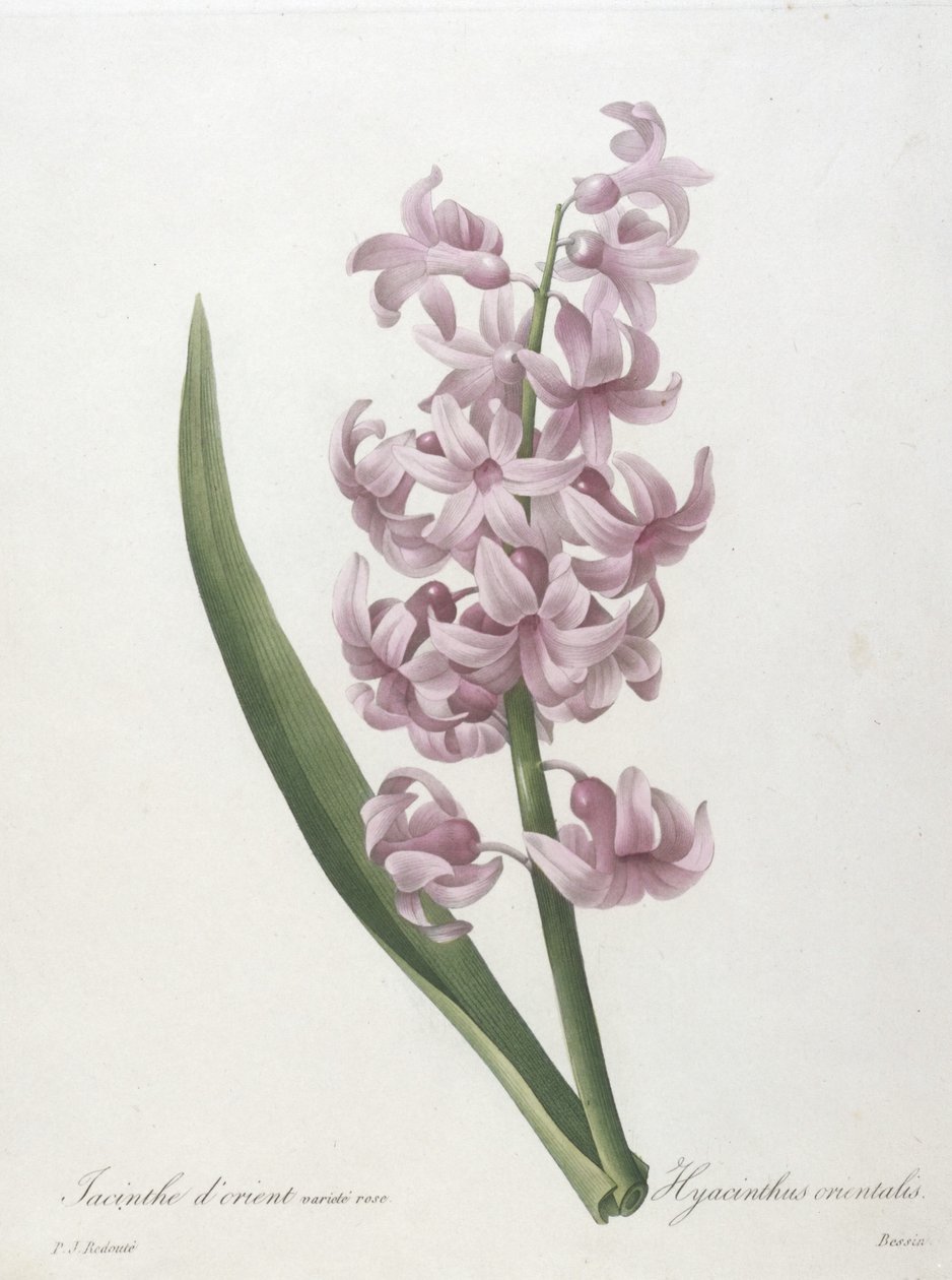 Giacinto orientale, varietà rosa, Hyacinthus orientalis, da Choix des Plus Belle Fleurs et des Plus Beaux Fruits, 1827 (incisione a puntasecca colorata a mano) da Pierre Joseph Redouté