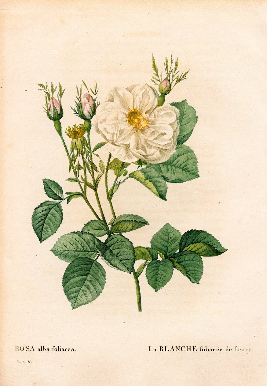 Rosa bianca fogliacea di Fleury da Pierre Joseph Redouté