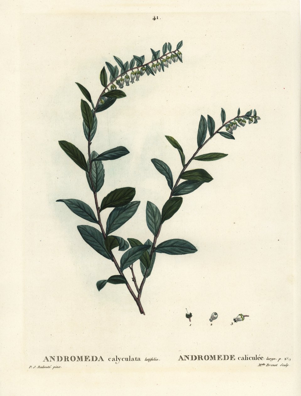 Chamaedaphne calyculata. Incisione a puntasecca colorata a mano da Miss Brenet da un
