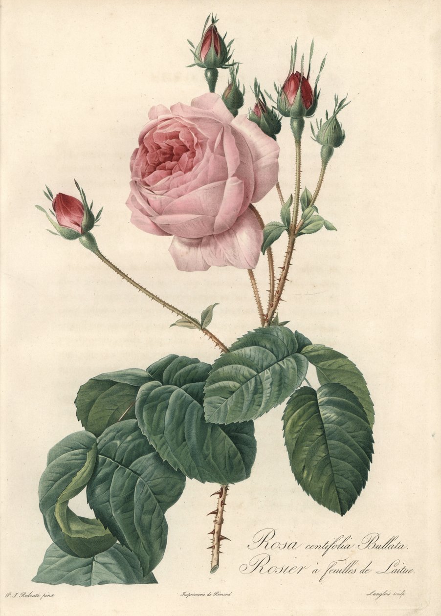 Rosa foglia di lattuga - Eau forte di Langlois, basata su un