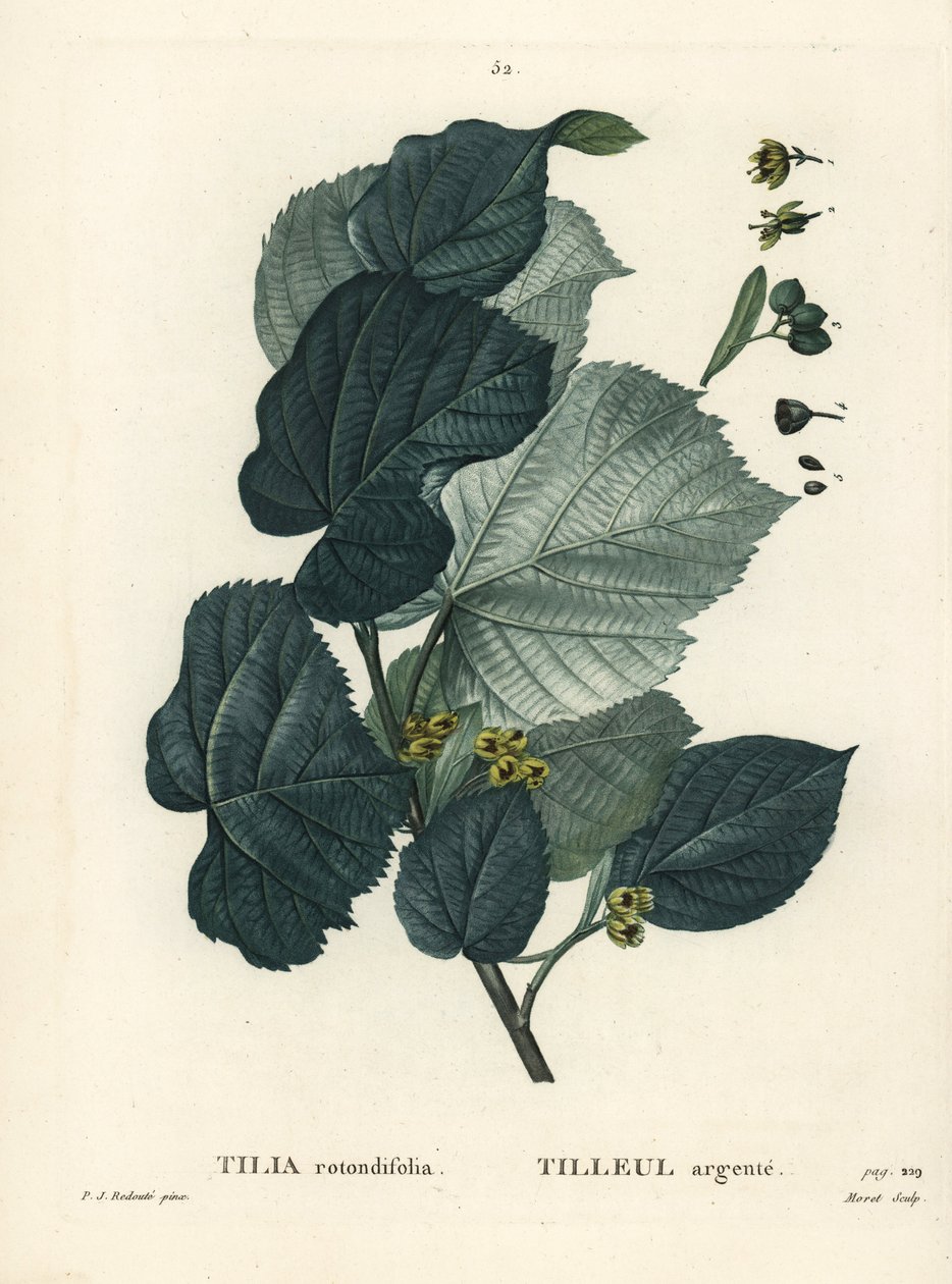 Tiglio, Tilia rotundifolia. Incisione a puntasecca colorata a mano di Moret da un
