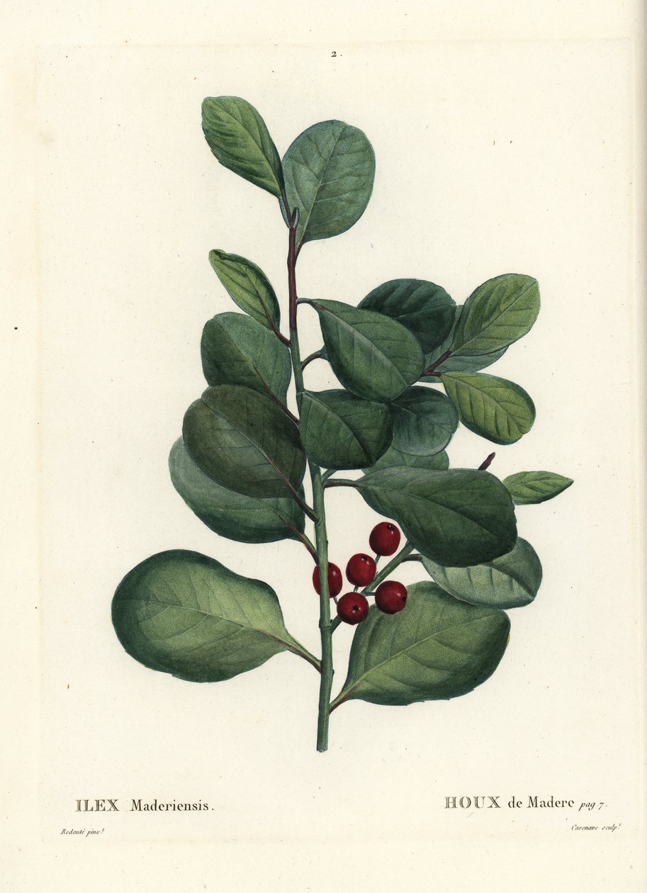 Agrifoglio di Madeira, Ilex perado. Incisione a puntasecca colorata a mano di Casenave da un