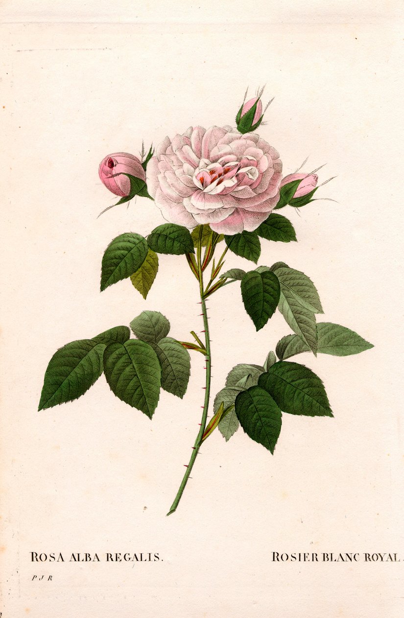 Rosa incarnata, varietà di Rosa alba. Incisione a puntasecca colorata a mano da Les Roses di Pierre Joseph Redouté, Parigi da Pierre Joseph Redouté
