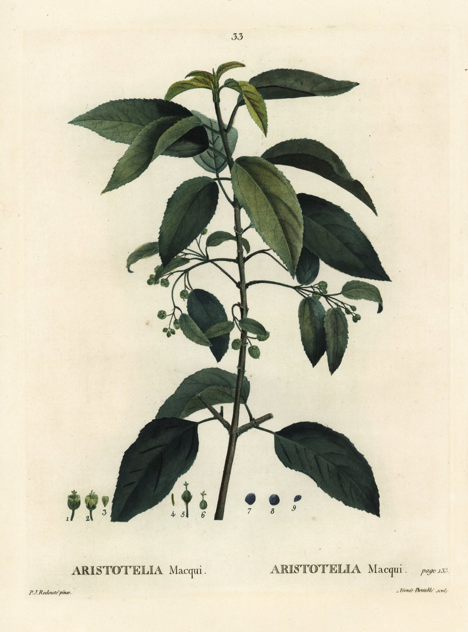Maqui o uva cilena, Aristotelia chilensis (Aristotelia macqui). Incisione a puntasecca colorata a mano di Aimee da un