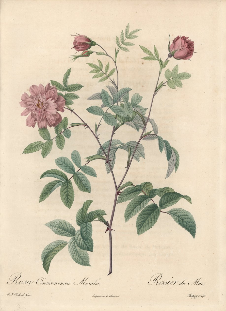 Rosa di maggio o rosa cannella - Eau forte di Chapuy, da un
