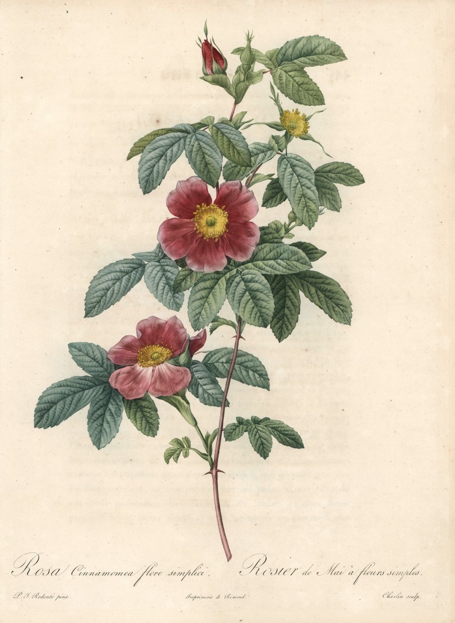 Rosa di maggio o rosa cannella - Eau forte di Charlin, da un