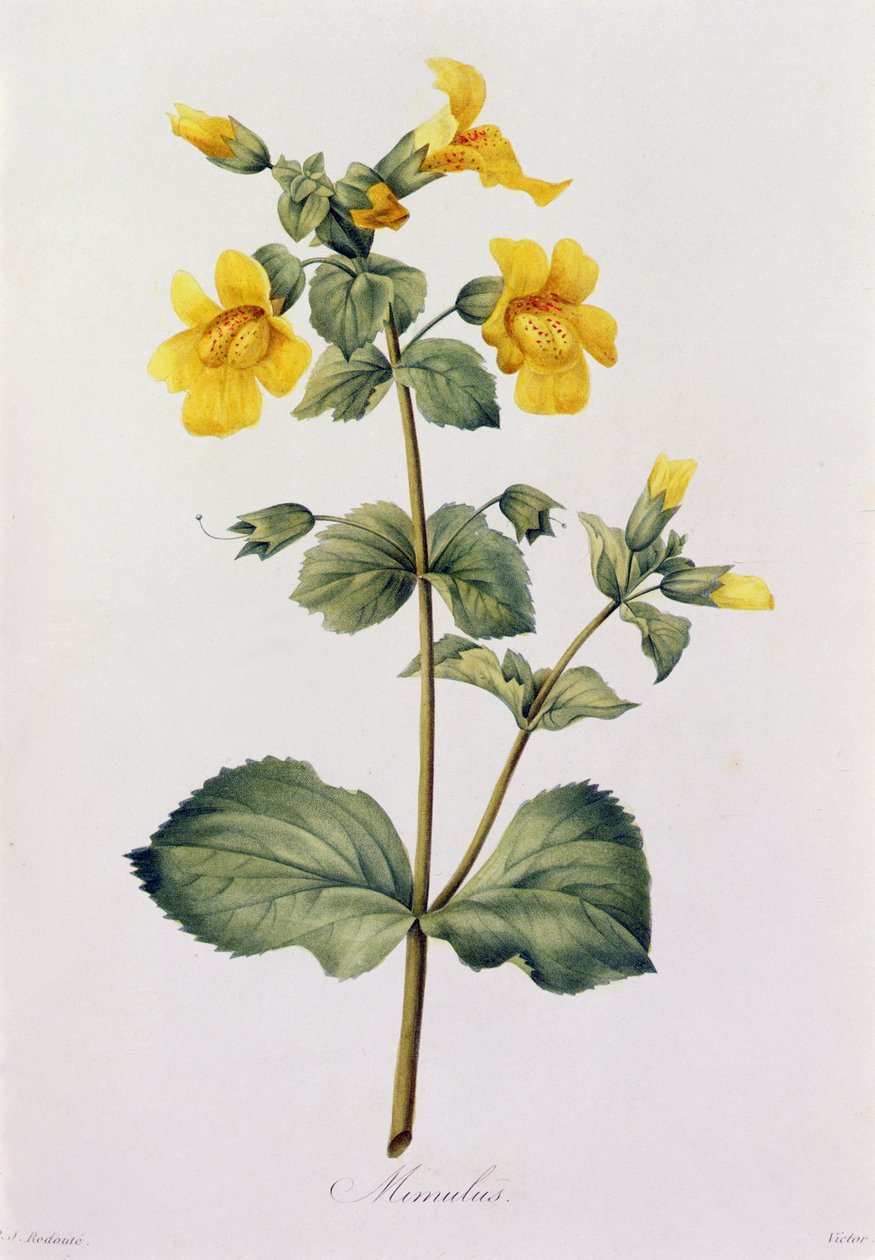 Mimulus da Pierre Joseph Redouté