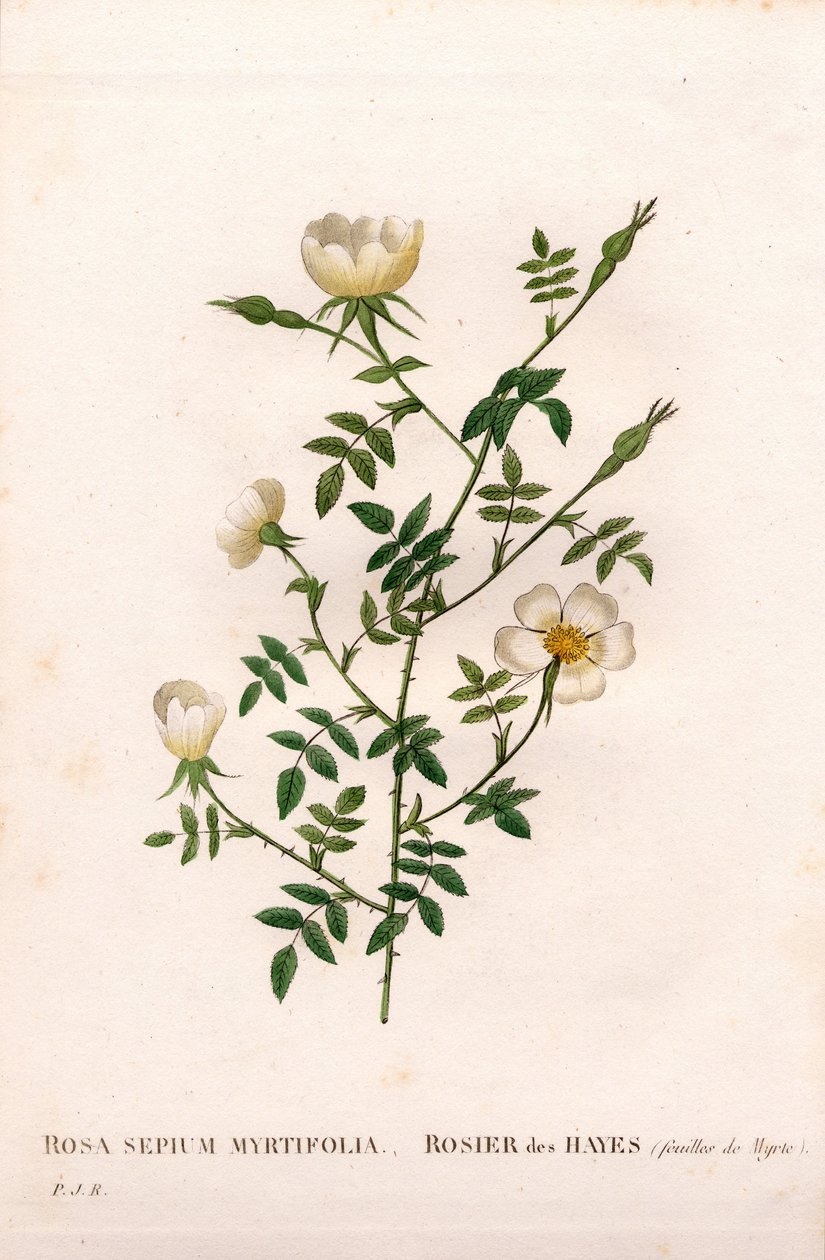 Rosa selvatica a foglie di mirto da Pierre Joseph Redouté