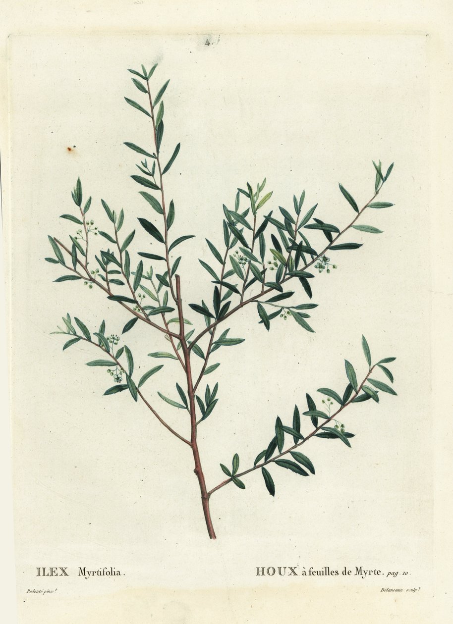Agrifoglio mirto o mirto dahoon, Ilex myrtifolia. Incisione a puntasecca colorata a mano da Delaneaux da un