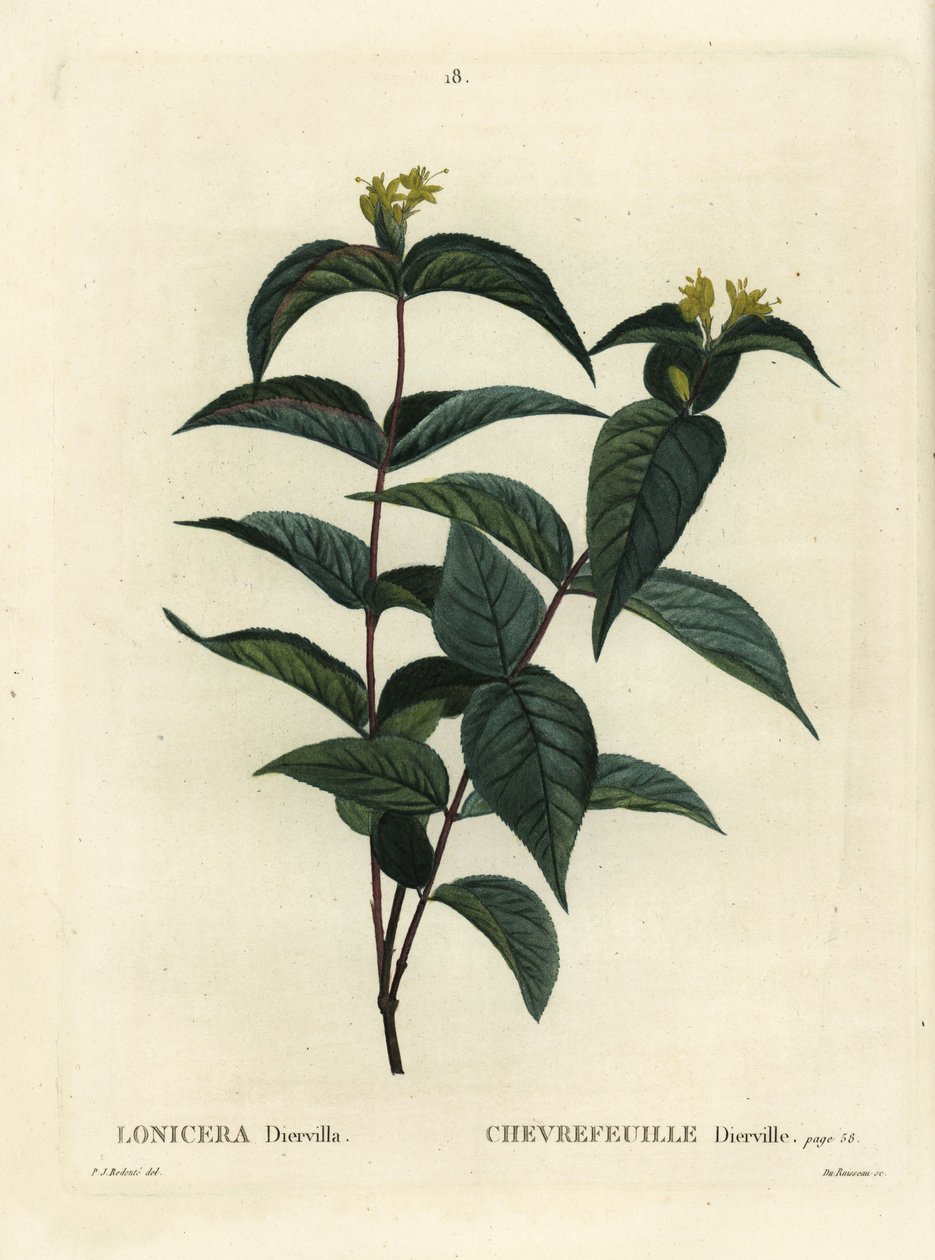 Diervilla lonicera (Lonicera diervilla) da Pierre Joseph Redouté