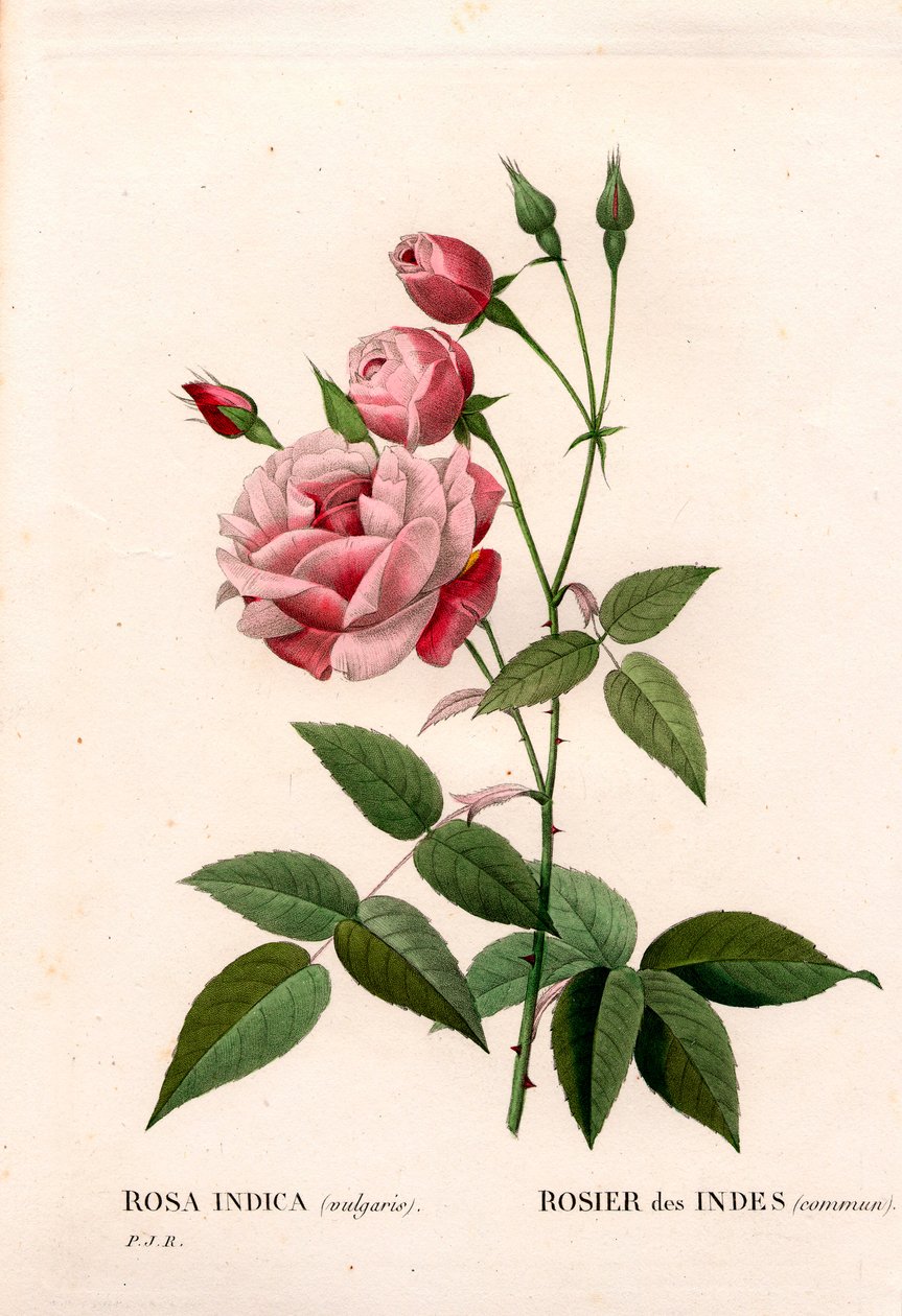 Rosa cinese antica, Rosa chinensis. Incisione a puntasecca colorata a mano da “Les Roses” di Pierre Joseph Redoute, Parigi da Pierre Joseph Redouté