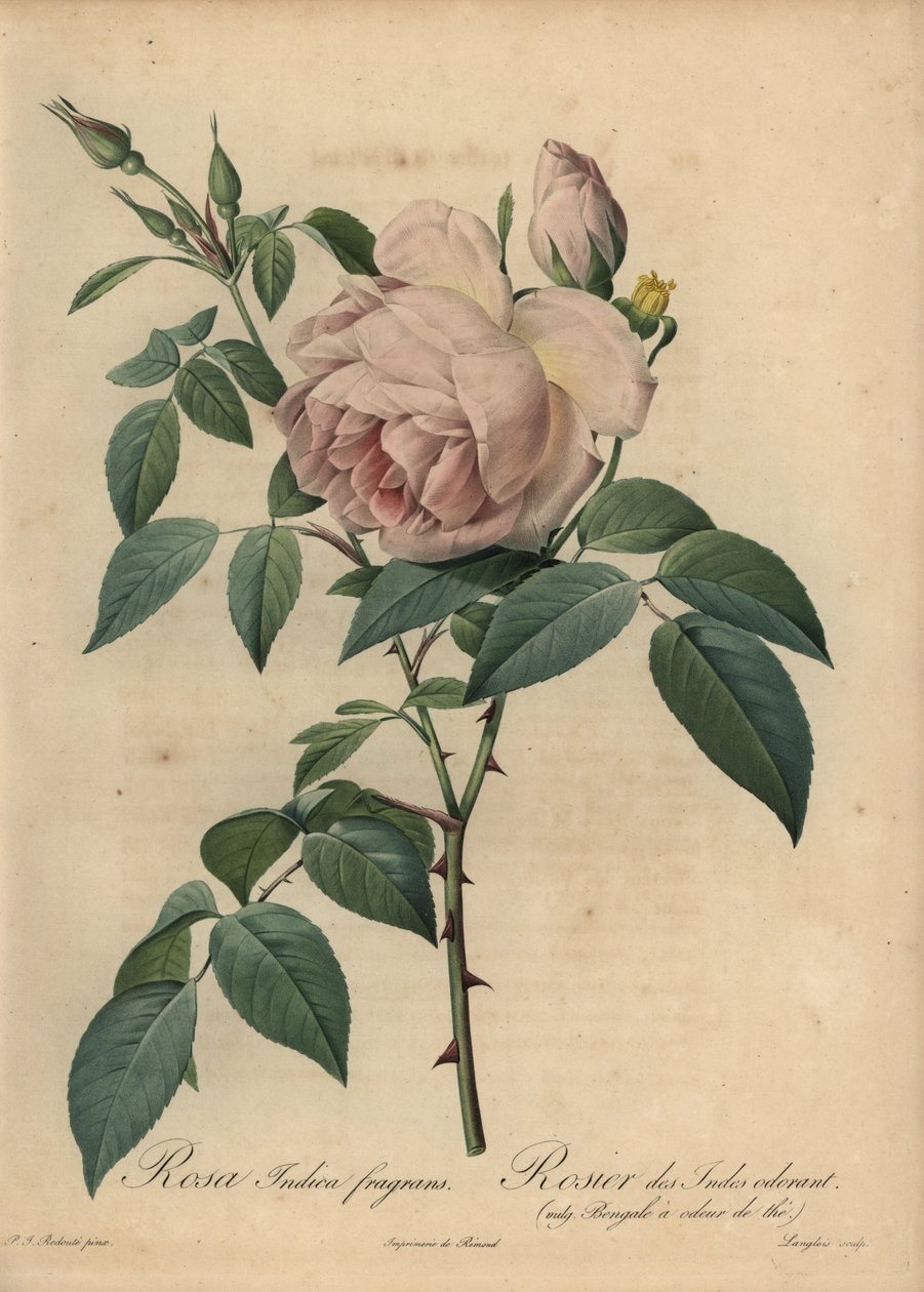 Rosa tea profumata, Rosa odorata da Pierre Joseph Redouté