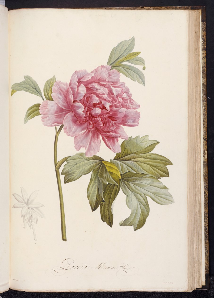 Peonia, da "Description des Plantes Rares et Cultivees a Malmaison et a Navarre" di Aime Bonpland, 1812-14 da Pierre Joseph Redouté