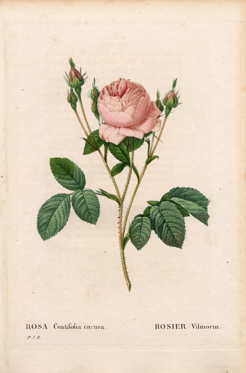 Rosa Vilmorin, Rosa centifolia Vilmorin. Incisione a puntasecca colorata a mano da 