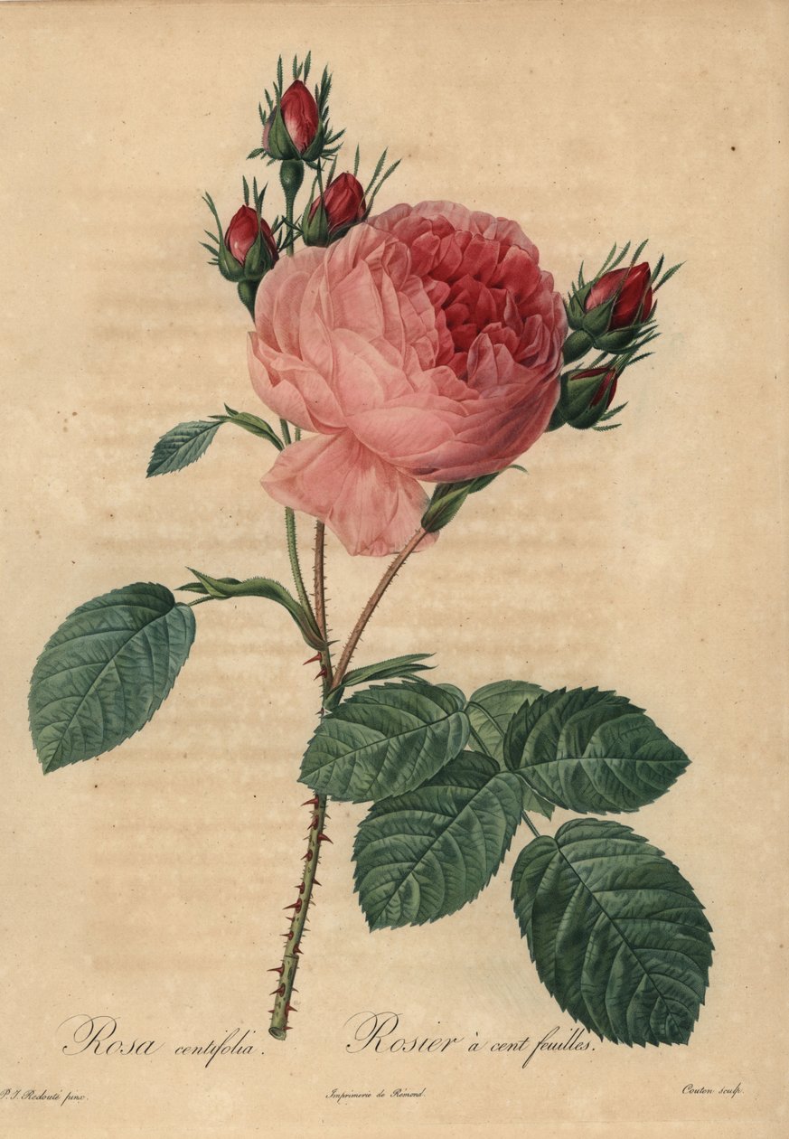Rosa cavolo rosa o rosa di Provenza, Rosa centifolia da Pierre Joseph Redouté
