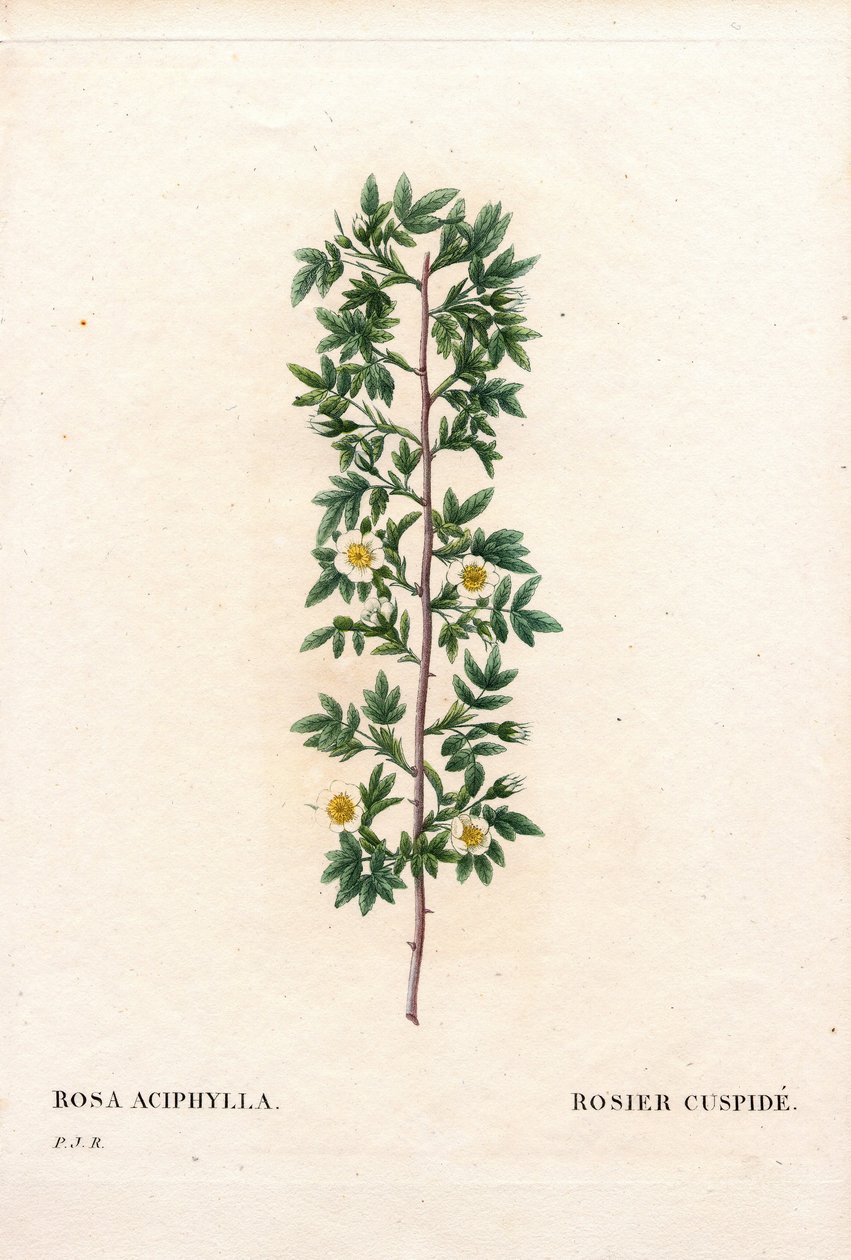 Rosa cuspidata rosa canina varietà da Pierre Joseph Redouté