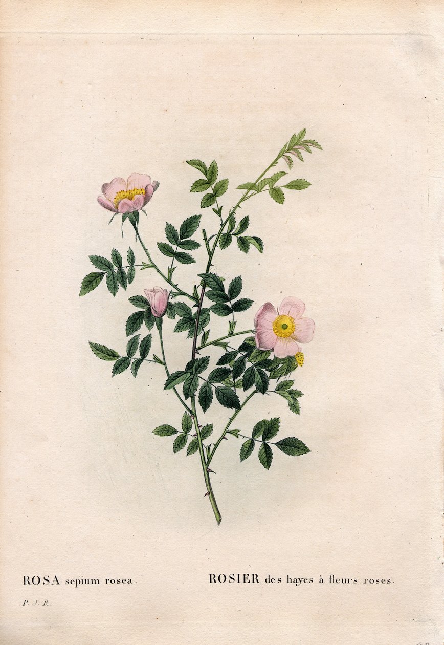 Rosa selvatica rosa da Pierre Joseph Redouté