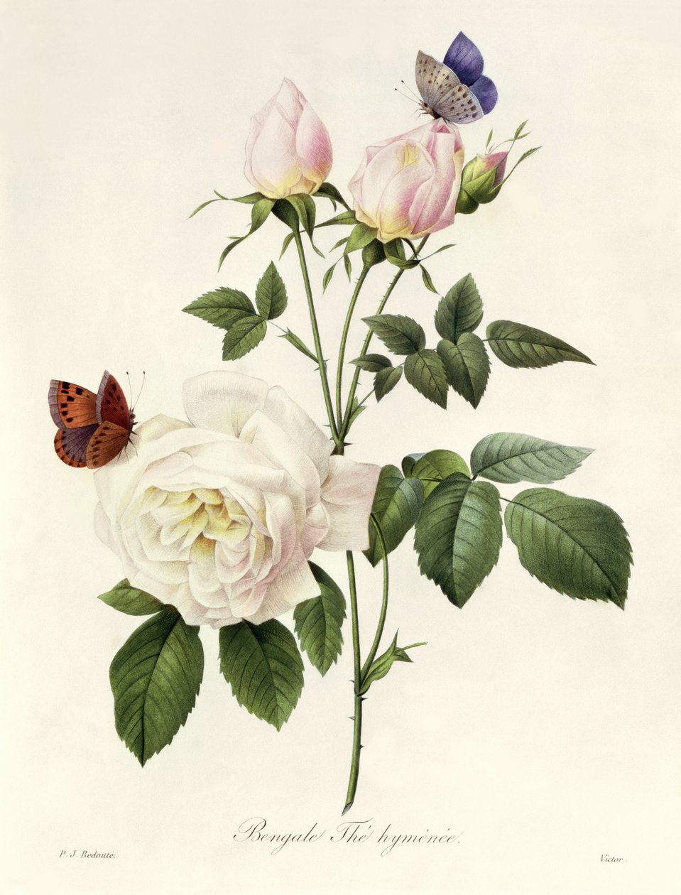 Rosa: Bengale l