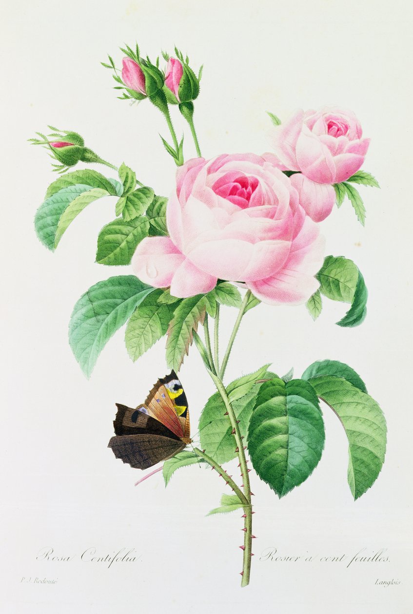 Rosa Centifola da Pierre Joseph Redouté