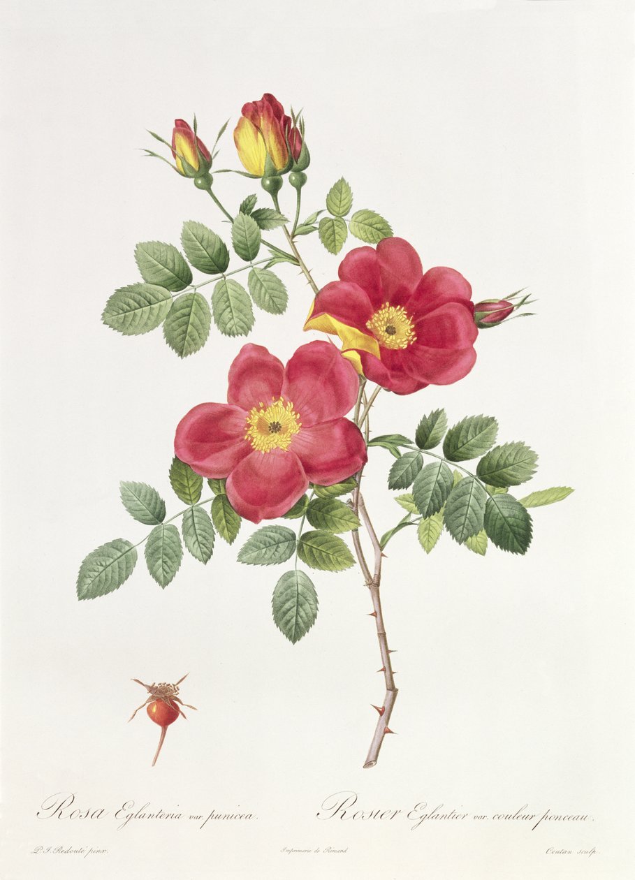 Rosa Eglantera Punicea da Pierre Joseph Redouté