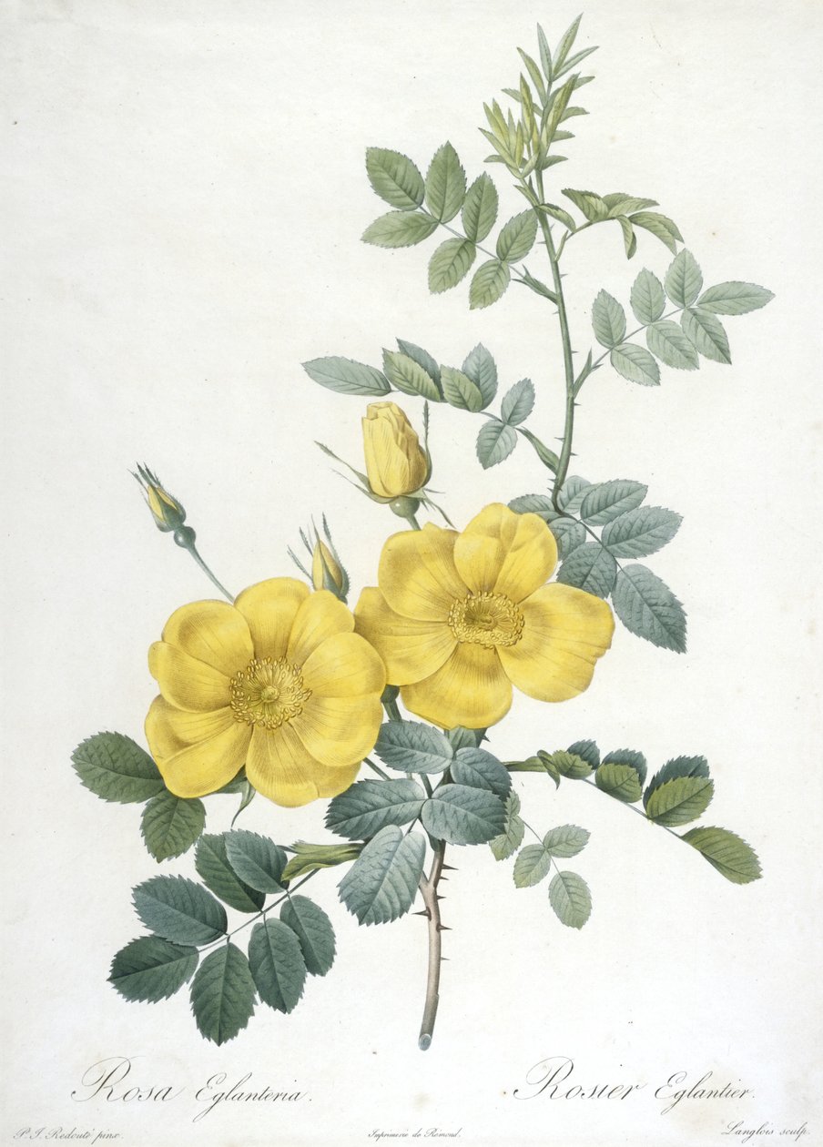 Rosa Eglanteria, Rosier Eglantier, da Les Roses, 1817-24 (incisione a puntasecca colorata a mano) da Pierre Joseph Redouté