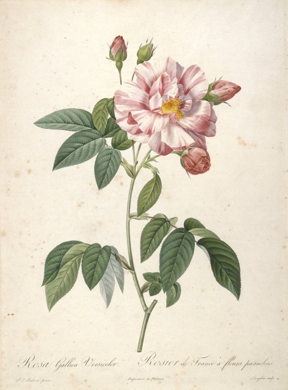 Rosa Gallica Versicolor, Rosier de France a fleurs panachees, da Les Roses, 1817-24 (incisione a puntasecca colorata a mano) da Pierre Joseph Redouté