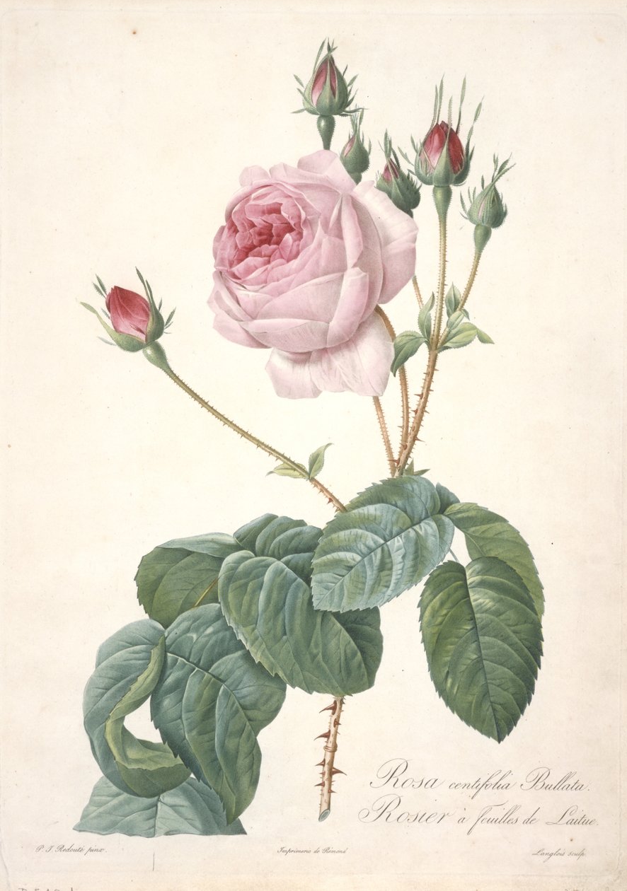 Rosa centifolia Bullata, Rosier a feuilles de Laitue, da Les Roses, 1817-24 (incisione a puntasecca colorata a mano) da Pierre Joseph Redouté