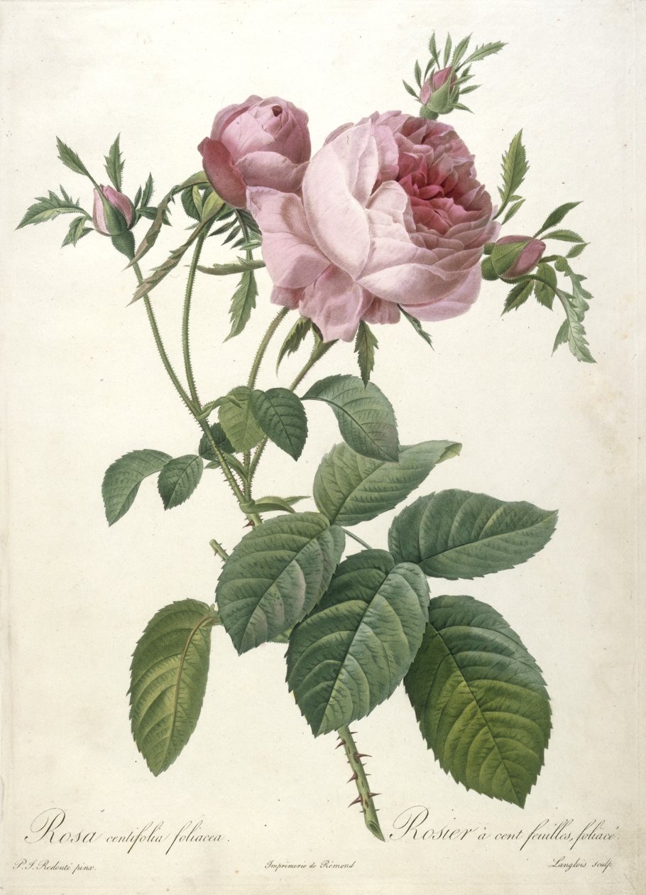 Rosa centifolia foliacea, Rosier a cent feuilles, foliace, da Les Roses, 1817-24 (incisione a puntasecca colorata a mano) da Pierre Joseph Redouté