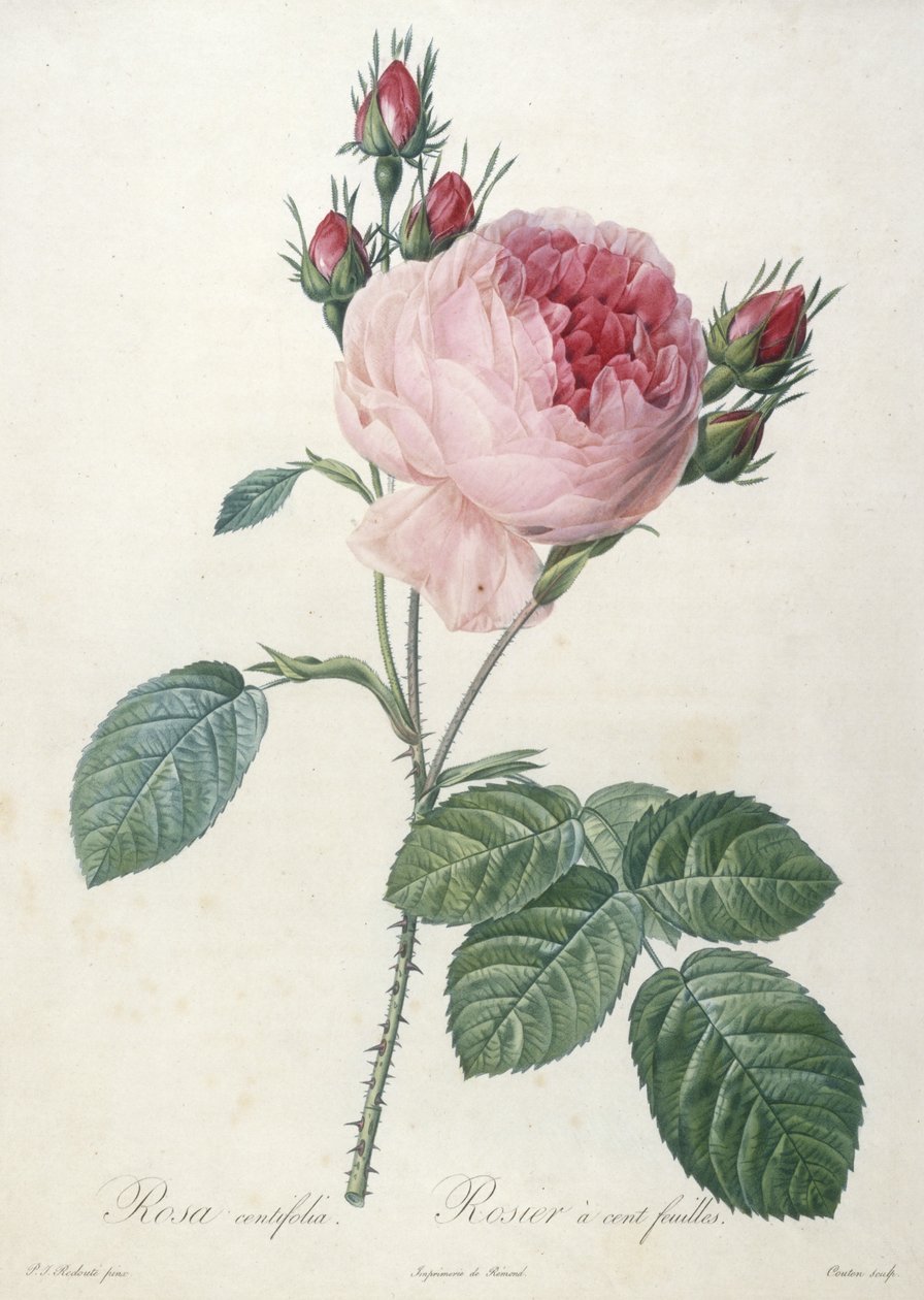 Rosa centrifolia, Rosier a cent feuilles, da Les Roses, 1817-24 (incisione a puntasecca colorata a mano) da Pierre Joseph Redouté