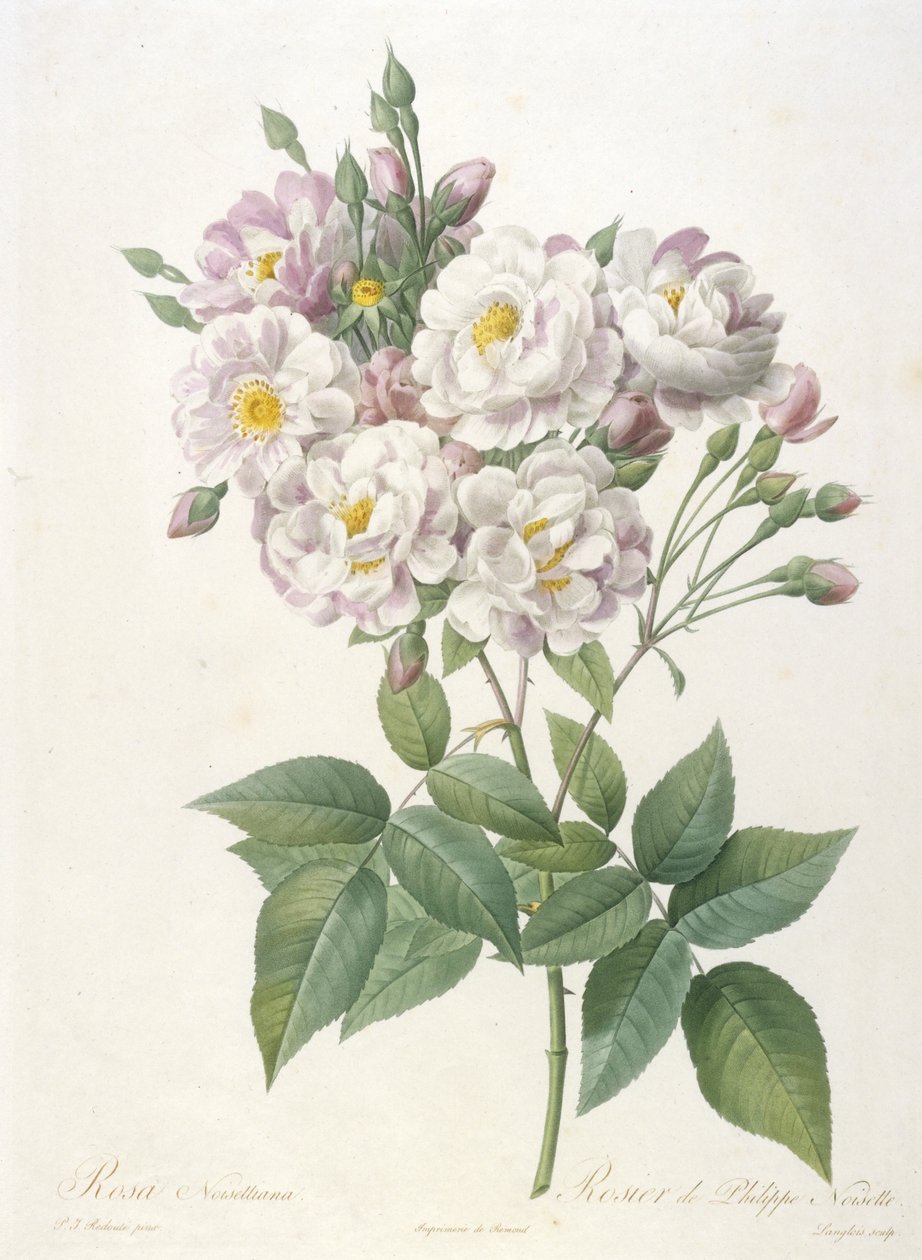 Rosa noisettiana, Rosier de Philippe de Noisette, da La Couronne des Roses, 1817-24 (incisione a puntasecca colorata a mano) da Pierre Joseph Redouté