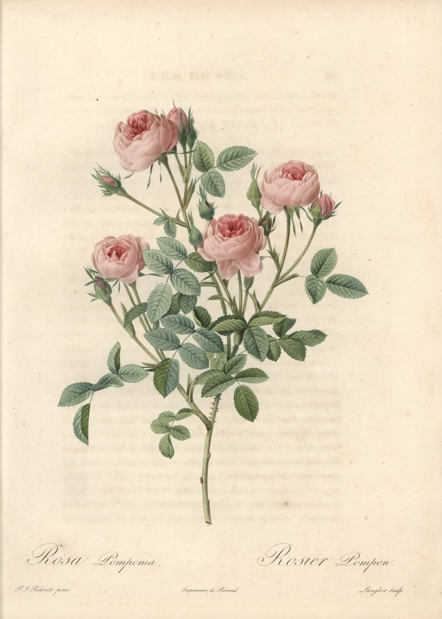 Rose de Meaux a fiori rosa - Acquaforte di Langlois, basata su un