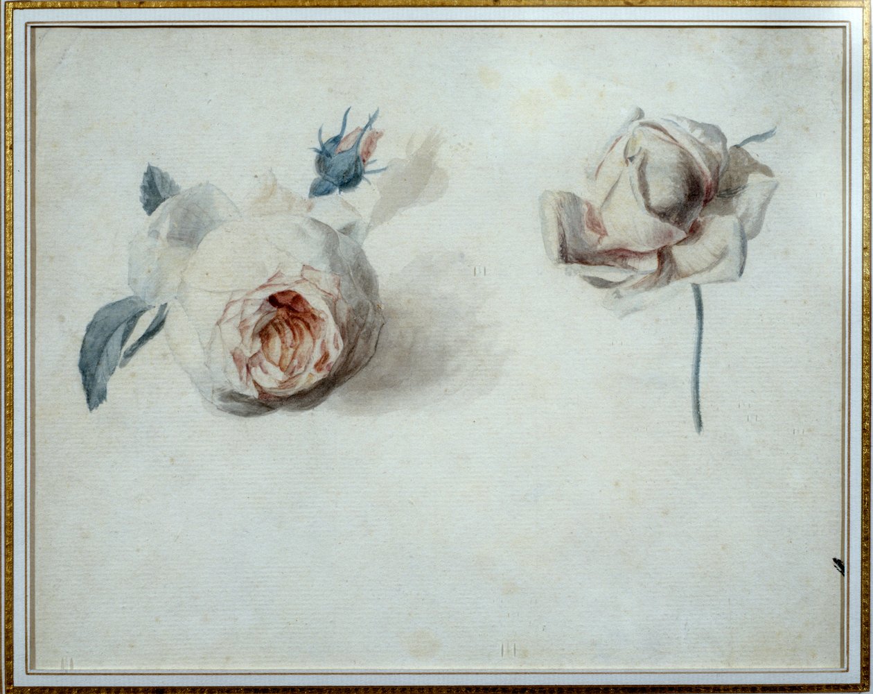 Studio di rosa Acquerello di Pierre Joseph Redouté (1759-1840) XIX secolo Malmaison, museo del castello da Pierre Joseph Redouté