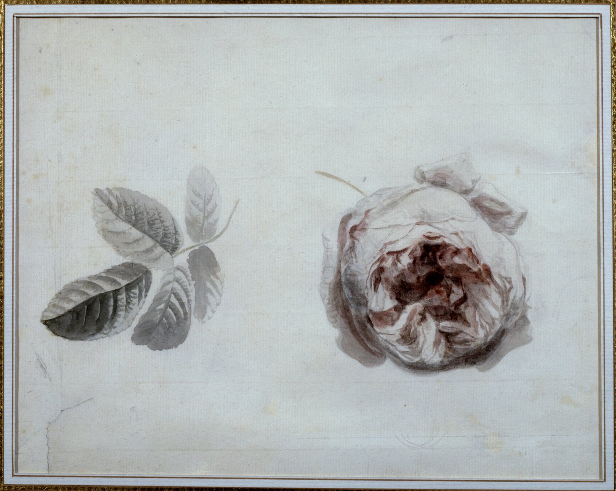 Studio di rosa Acquerello di Pierre Joseph Redouté (1759-1840) XIX secolo Malmaison, museo del castello da Pierre Joseph Redouté